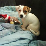 Jack russell terrier Thess