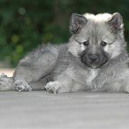 Islandsk fårehund Kjartan