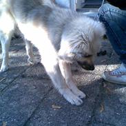 Islandsk fårehund Kjartan