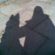 Islandsk fårehund Kjartan