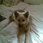 Islandsk fårehund Kjartan