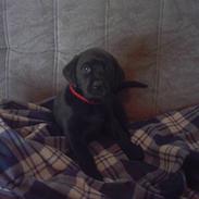 Labrador retriever fie