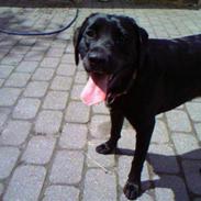 Labrador retriever fie