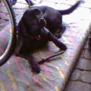 Labrador retriever fie