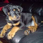 Rottweiler Lilo