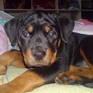 Rottweiler Lilo