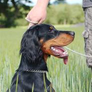 Gordon setter Wøkk´s A.Lajka