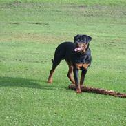 Rottweiler Victor