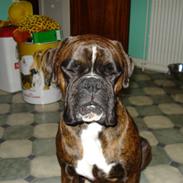 Boxer Atos