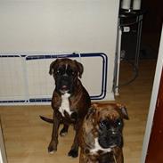 Boxer Atos