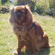 Cavalier king charles spaniel Bernhard