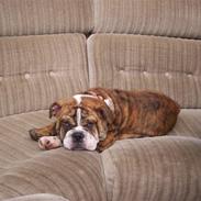 Engelsk bulldog Holly