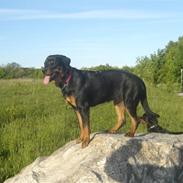 Rottweiler Mondi