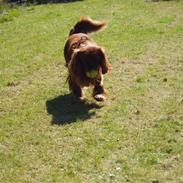 Cavalier king charles spaniel Bernhard