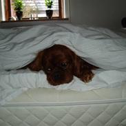 Cavalier king charles spaniel Bernhard