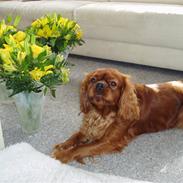 Cavalier king charles spaniel Bernhard