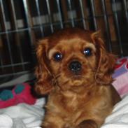 Cavalier king charles spaniel Bernhard