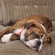 Engelsk bulldog Holly