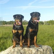 Rottweiler Mondi