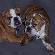 Engelsk bulldog Holly