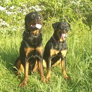 Rottweiler Mondi