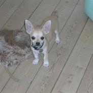 Chihuahua Gismo - bor i Århus nu :(