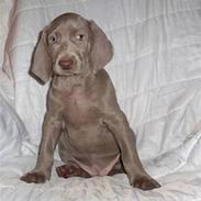 Weimaraner Baghera