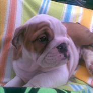 Engelsk bulldog Silas R.I.P