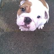 Engelsk bulldog Silas R.I.P