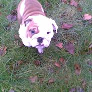 Engelsk bulldog Silas R.I.P