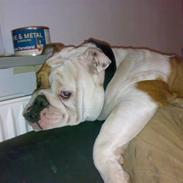 Engelsk bulldog Silas R.I.P