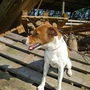 Dansk svensk gaardhund Daisy