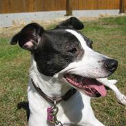 Dansk svensk gaardhund 'Zita.<3 (;