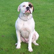 Amerikansk bulldog Andy