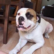 Amerikansk bulldog Andy