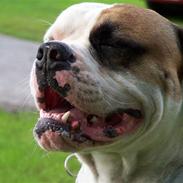 Amerikansk bulldog Andy