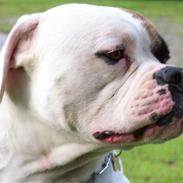 Amerikansk bulldog Andy