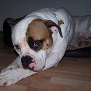 Amerikansk bulldog Andy