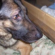 Schæferhund Møffe