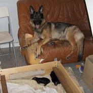 Schæferhund Møffe