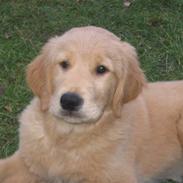 Golden retriever Ally