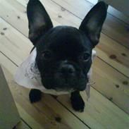 Fransk bulldog Berta