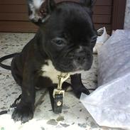 Fransk bulldog Berta