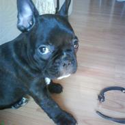 Fransk bulldog Berta
