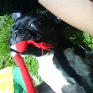Fransk bulldog Berta