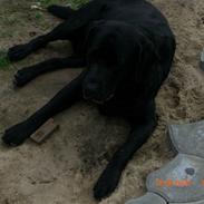 Labrador retriever buster