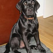 Labrador retriever buster