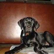 Labrador retriever buster