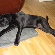 Labrador retriever buster