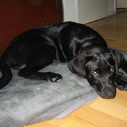 Labrador retriever buster